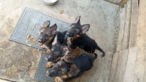 1-3 months Female Purebred German Shepherd