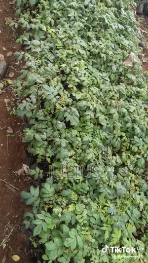 Indigenous Fruits