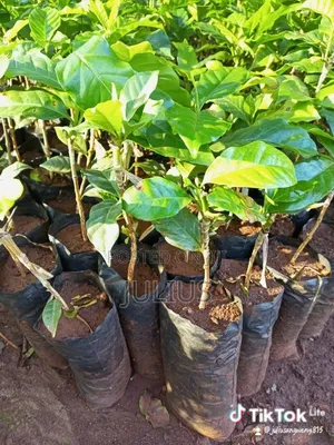 Ruiru 11 Seedlings