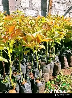 Hass Avacado Available