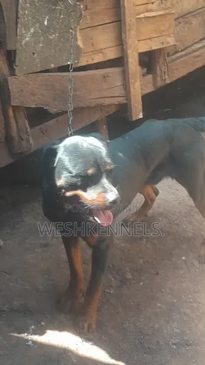 6-12 months Male Purebred Rottweiler
