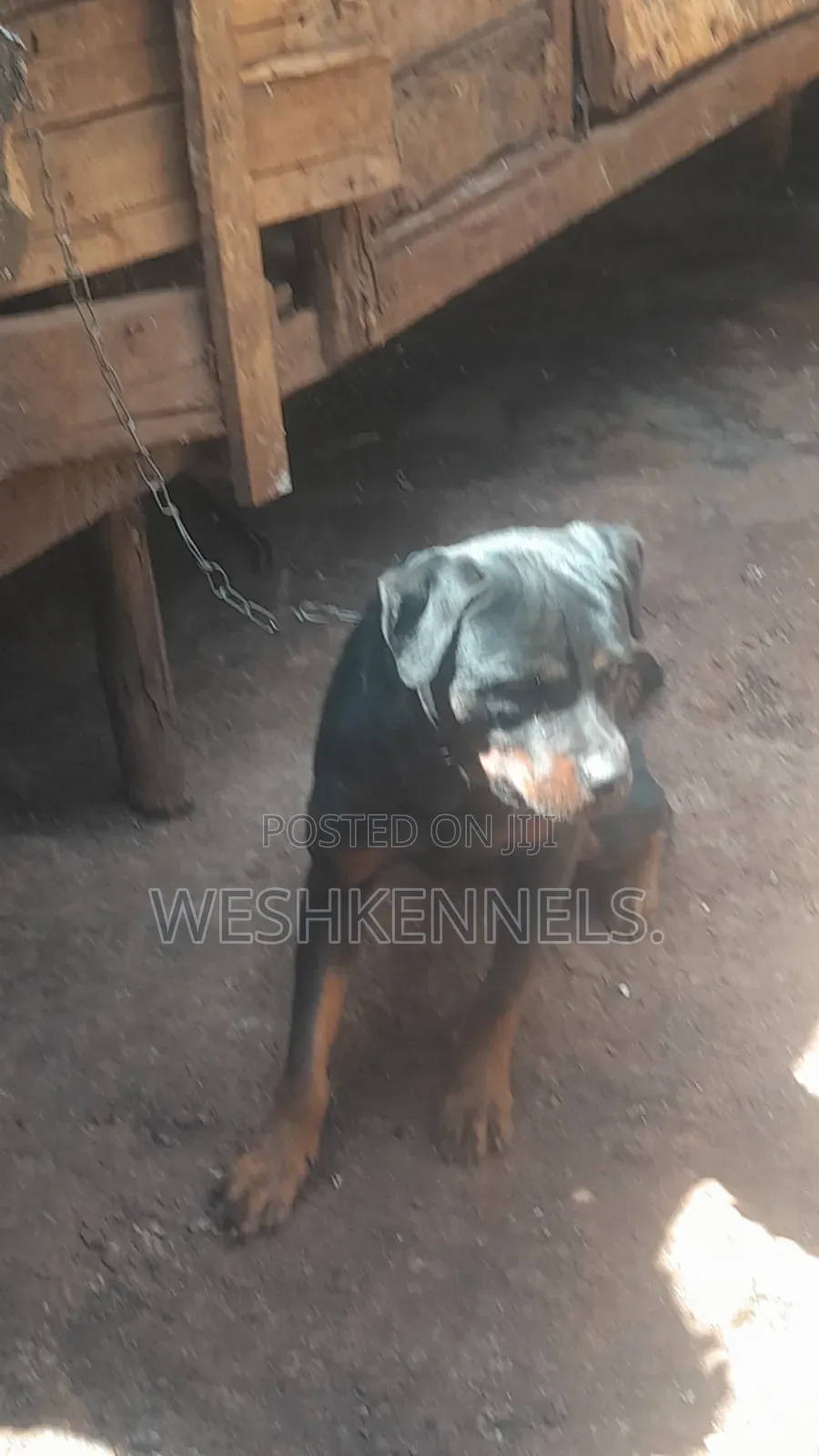 6-12 months Male Purebred Rottweiler