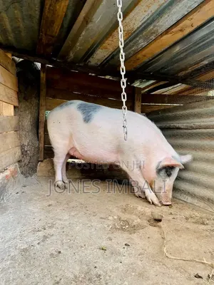 Farm Animals