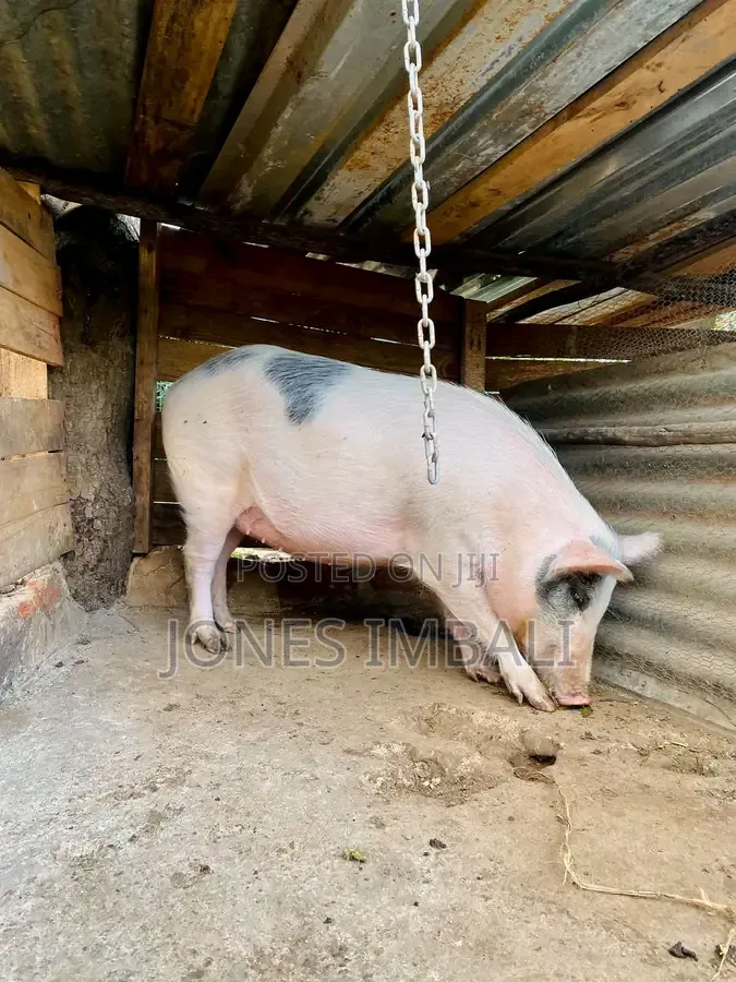 Farm Animals