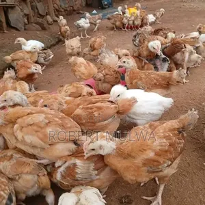 Chicken Farm