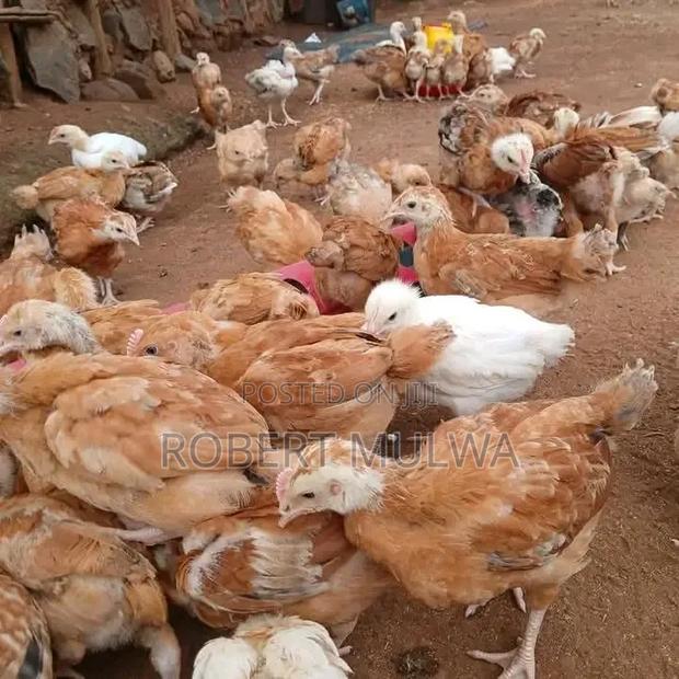 Chicken Farm - main view