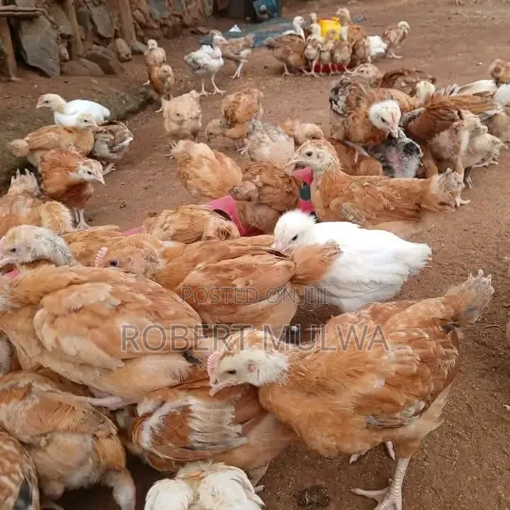 Chicken Farm