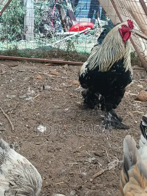 Brahma Chicken [4months]