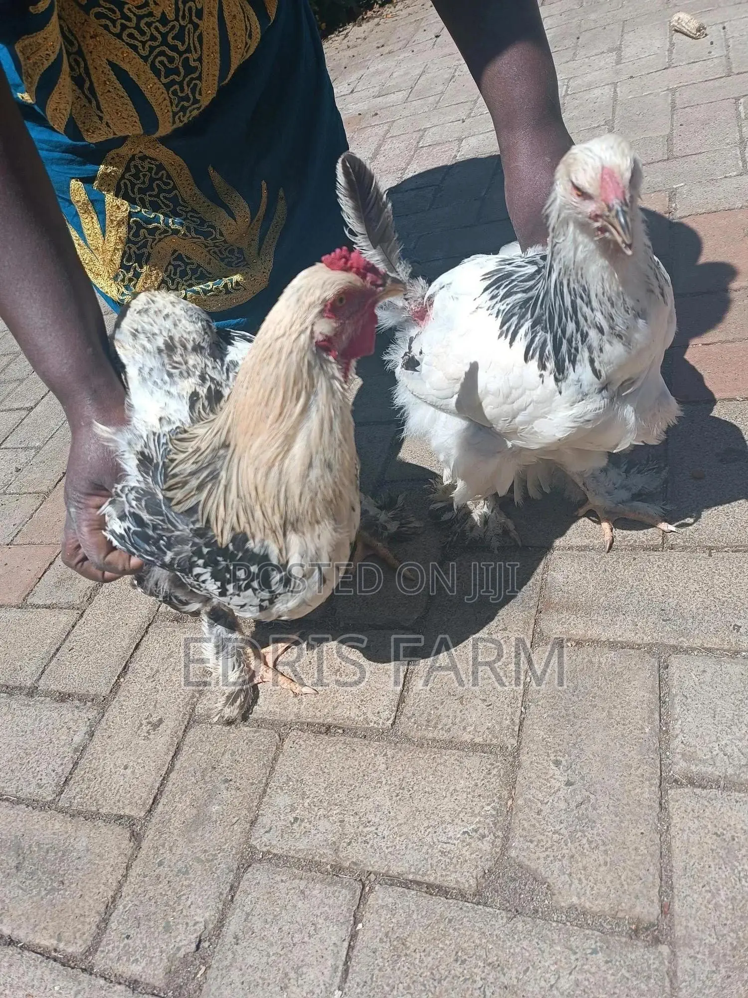 Brahma Chicken [4months]