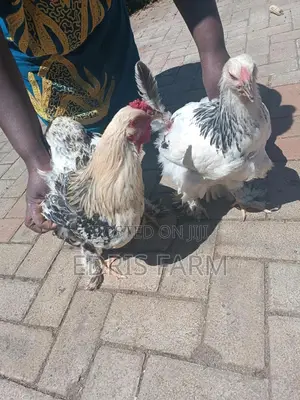 Brahma Chicken [4months]