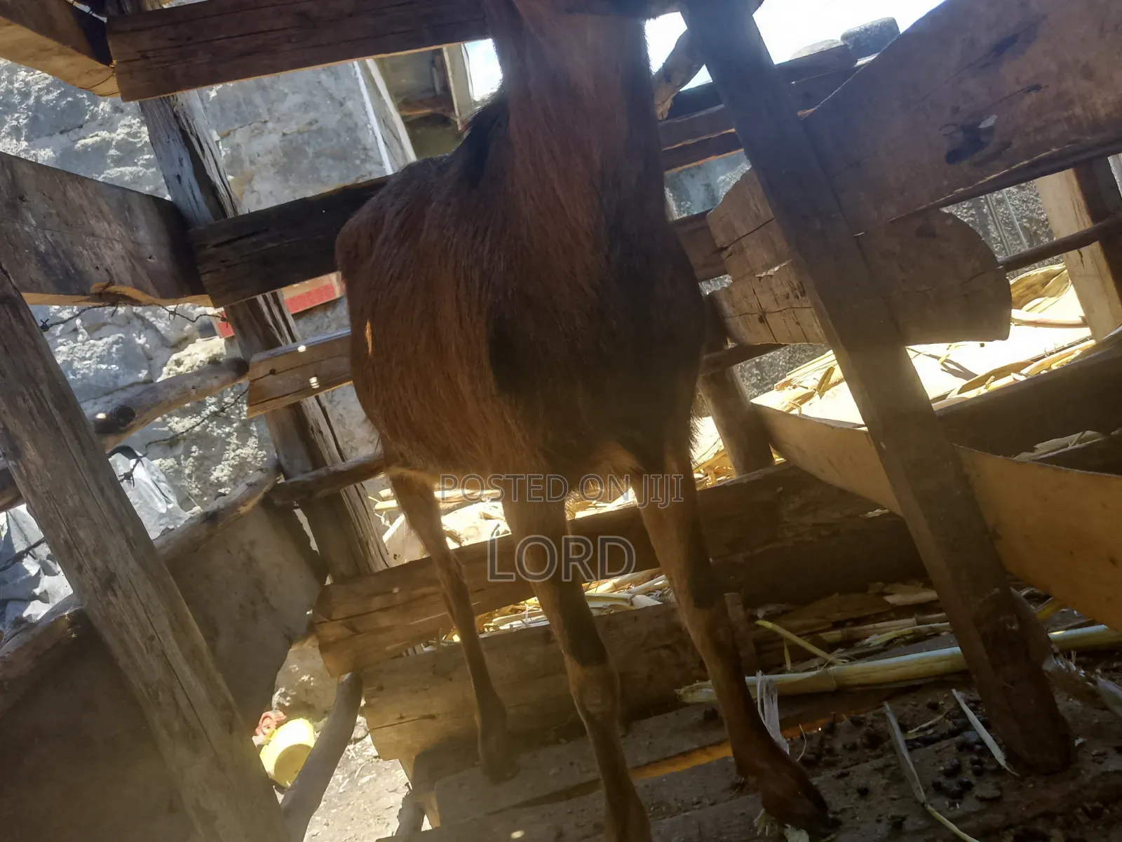 Alpine FEMALE Goat for Milk on Sale