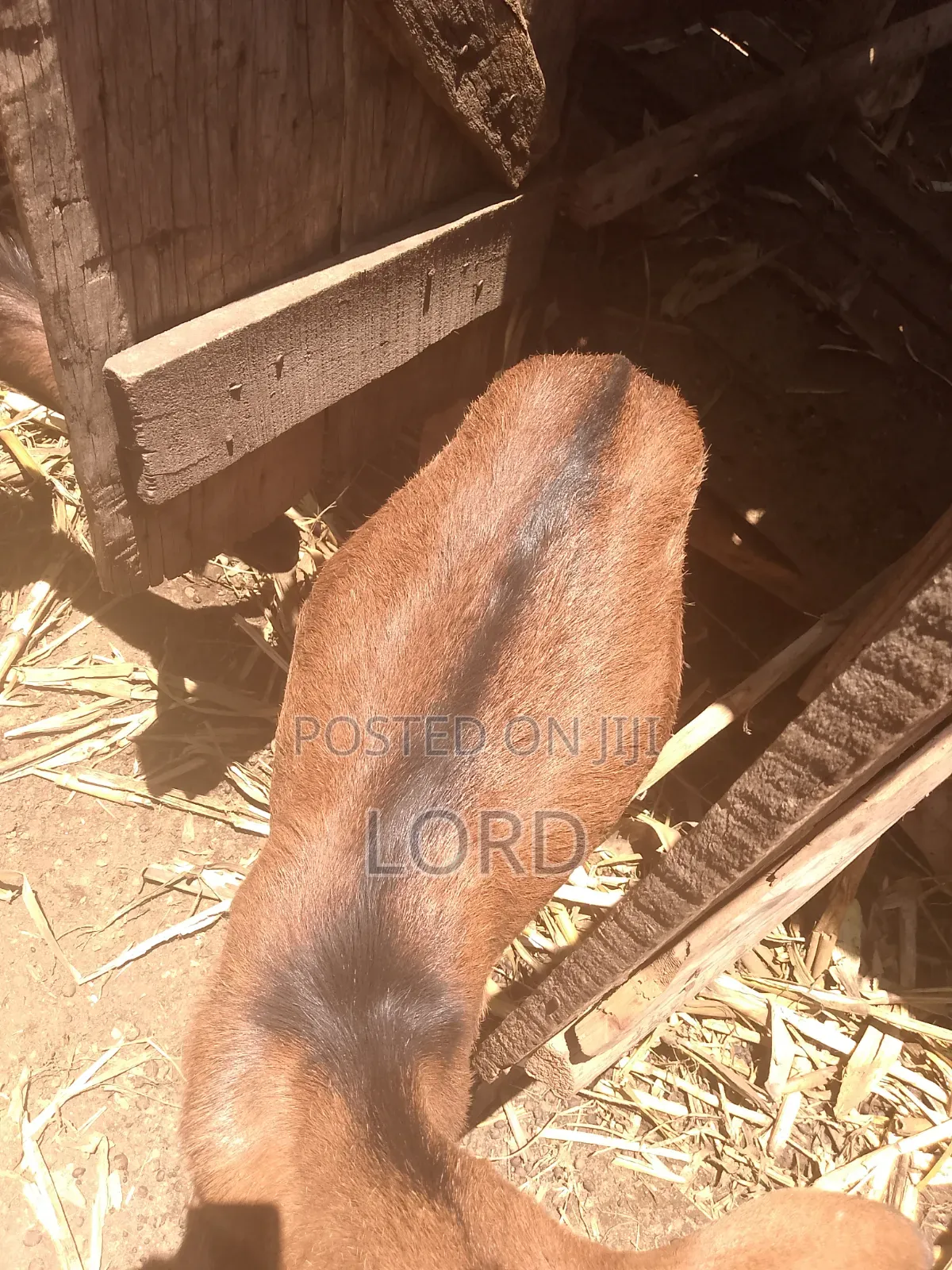 Alpine FEMALE Goat for Milk on Sale