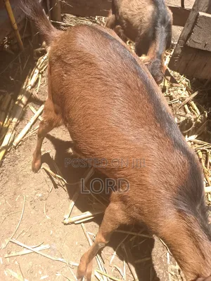 Alpine FEMALE Goat for Milk on Sale