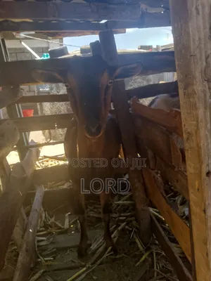 Alpine FEMALE Goat for Milk on Sale