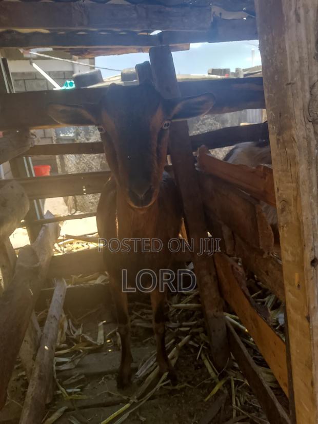 Alpine FEMALE Goat for Milk on Sale