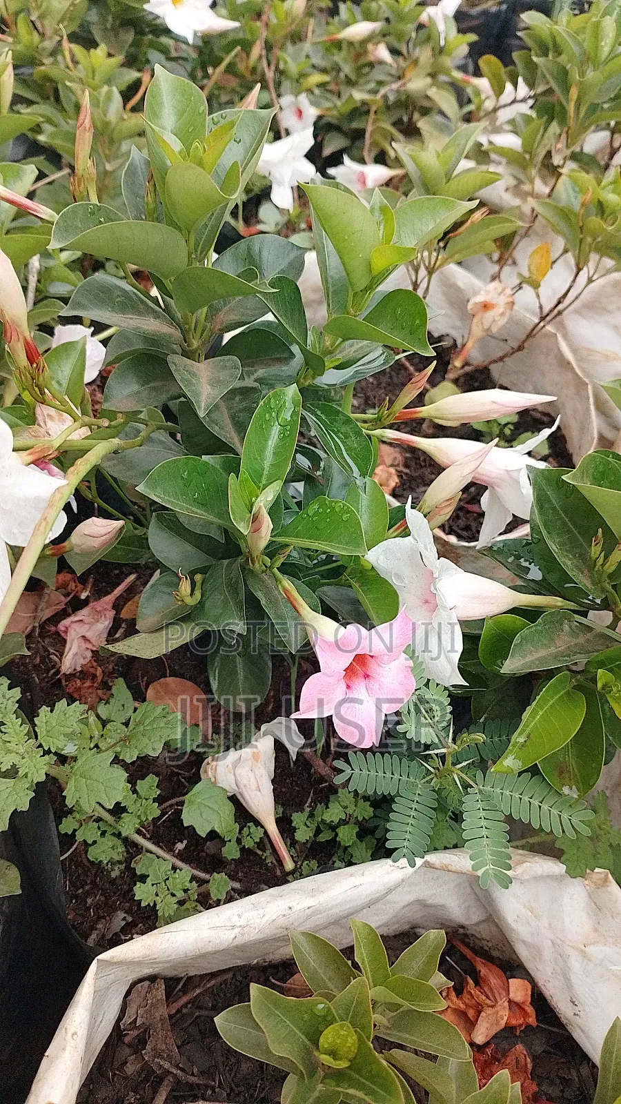 Madivilla Flower