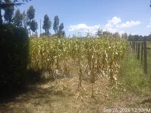 Plot for Sale
