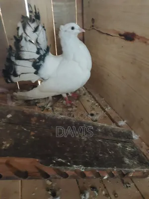 Indian Fantails