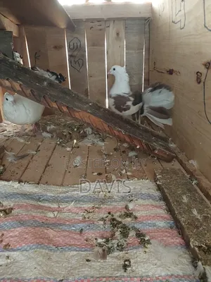 Indian Fantails