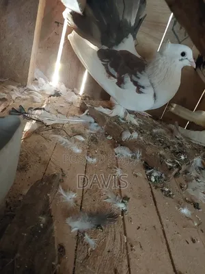 Indian Fantails
