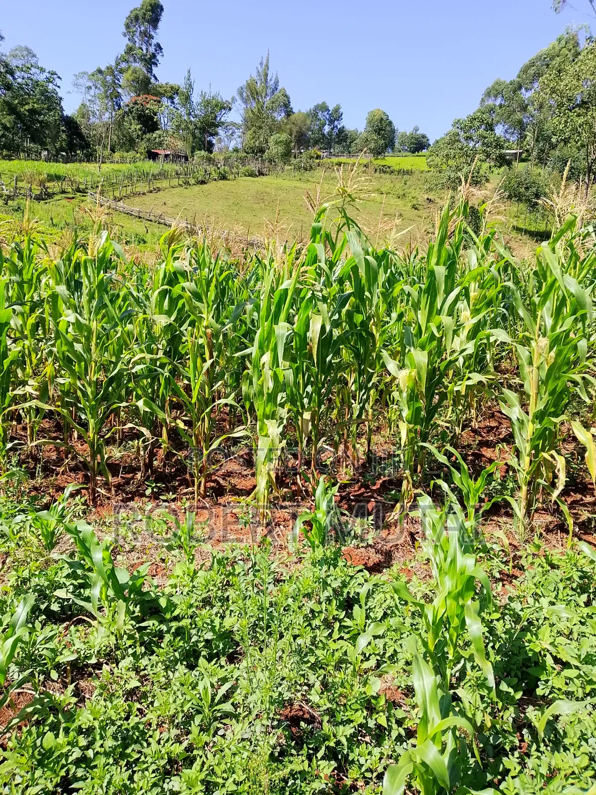 Maize for Sillage Available for Sale