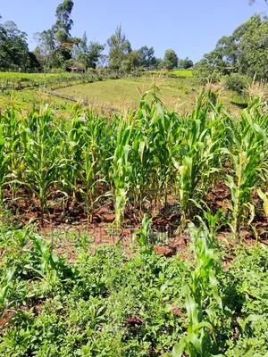 Maize for Sillage Available for Sale