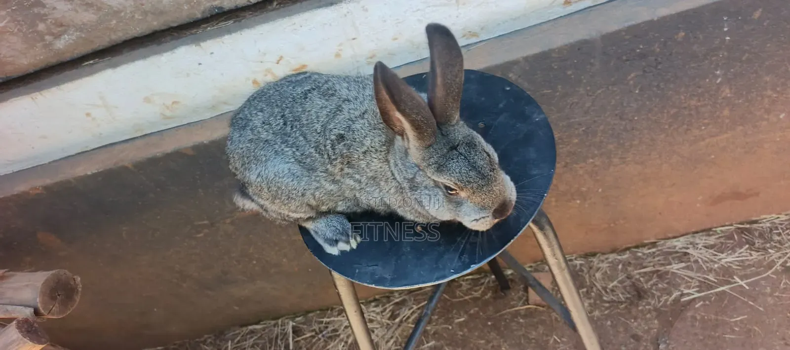 Pure Breed /Hybrid Rabbits