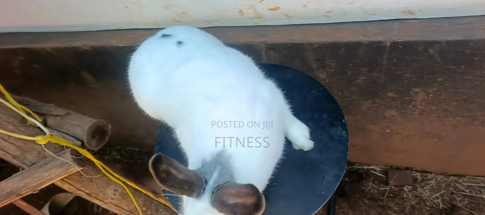 Pure Breed /Hybrid Rabbits