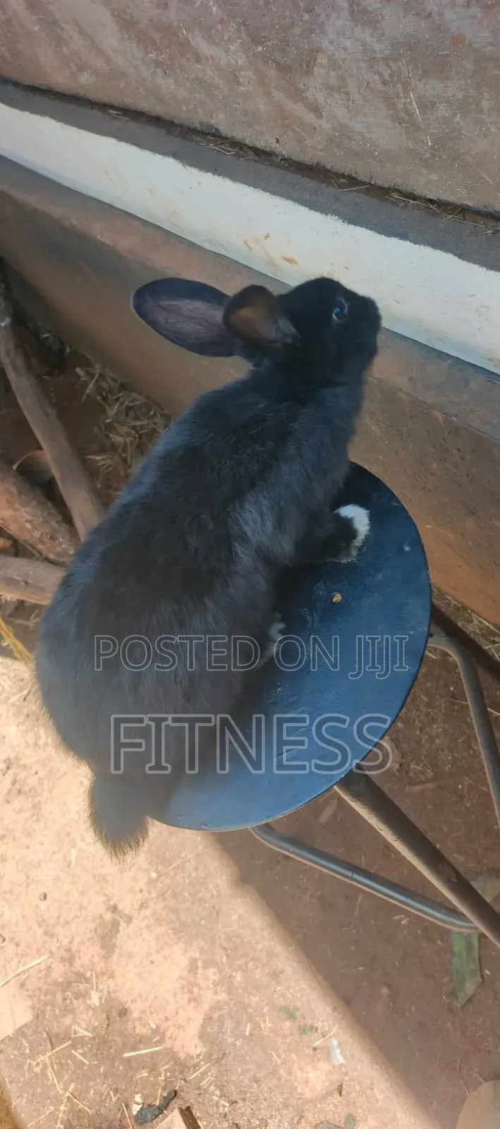 Pure Breed /Hybrid Rabbits