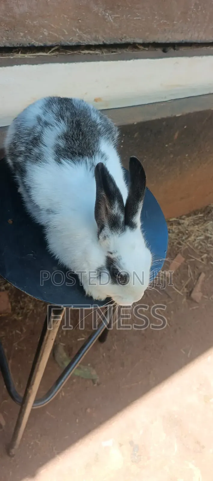 Pure Breed /Hybrid Rabbits