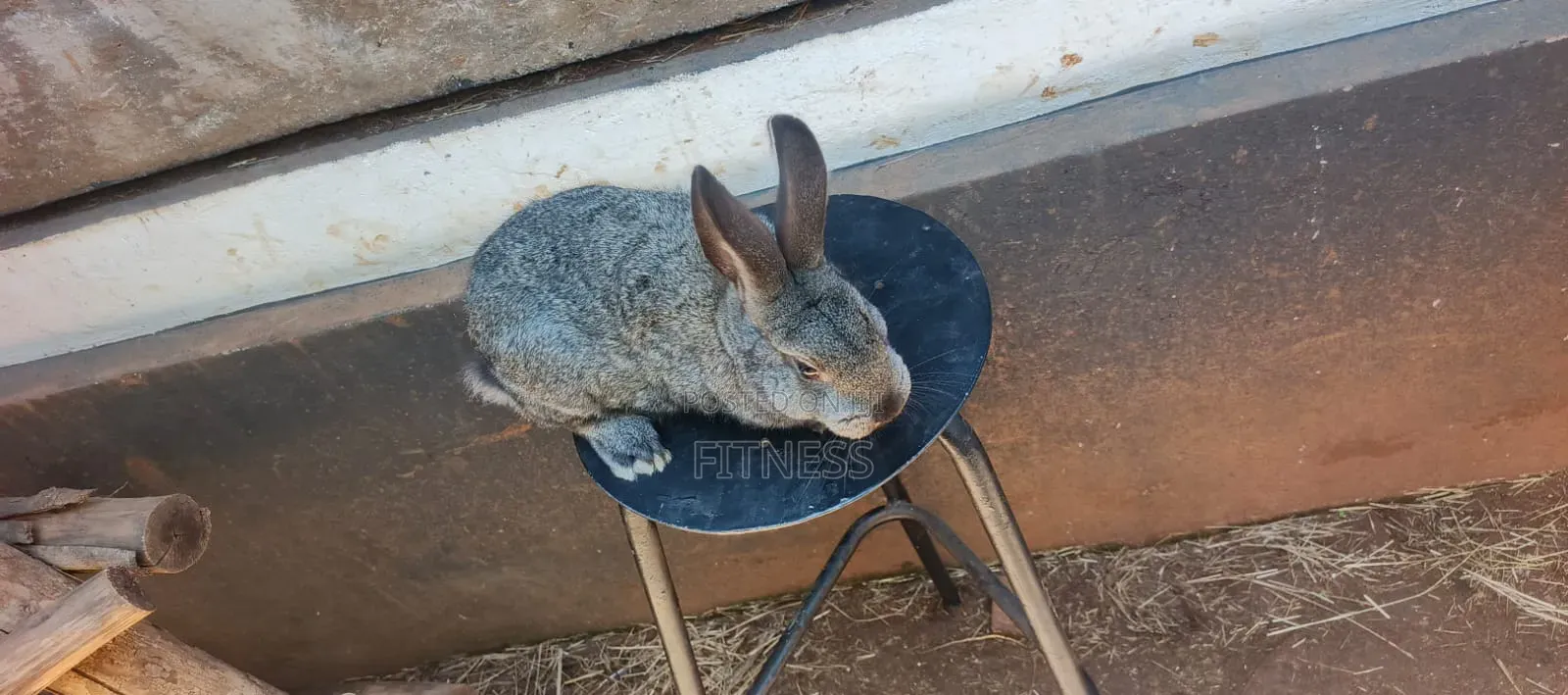 Pure Breed /Hybrid Rabbits