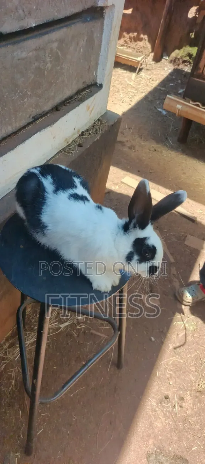 Pure Breed /Hybrid Rabbits