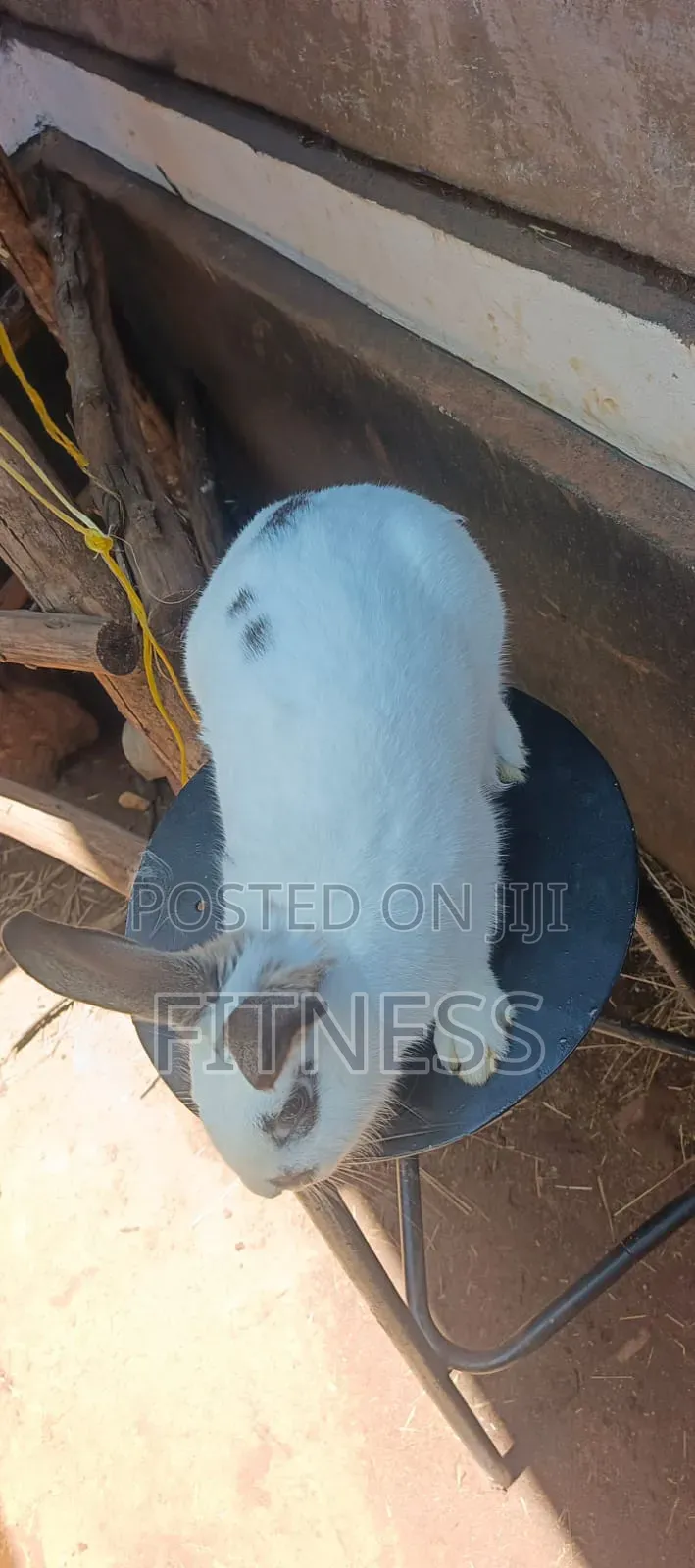 Pure Breed /Hybrid Rabbits