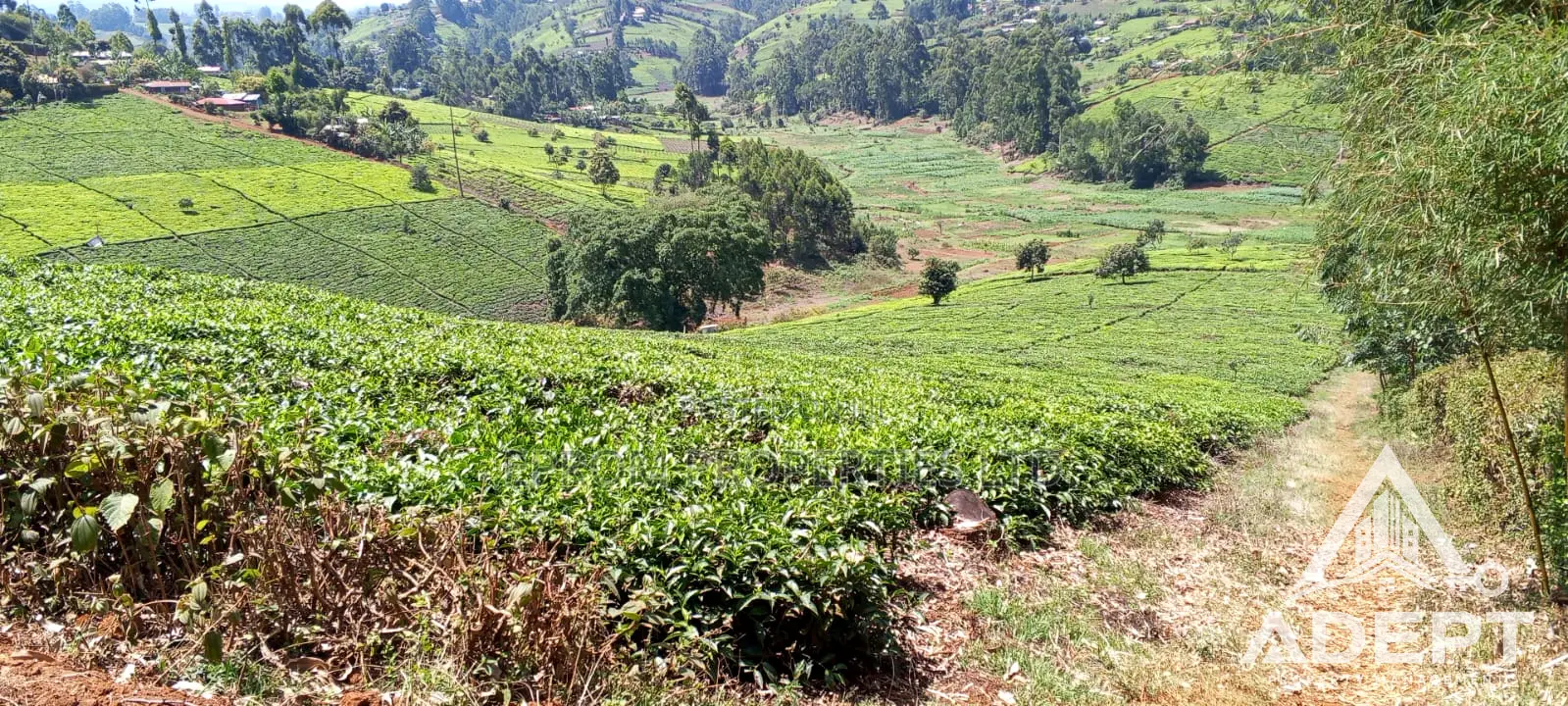 1 Acre Tea Farm Land for Sale in Gituru–Kiganjo, Gatanga