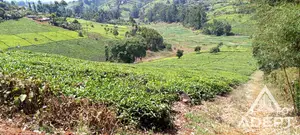1 Acre Tea Farm Land for Sale in Gituru–Kiganjo, Gatanga