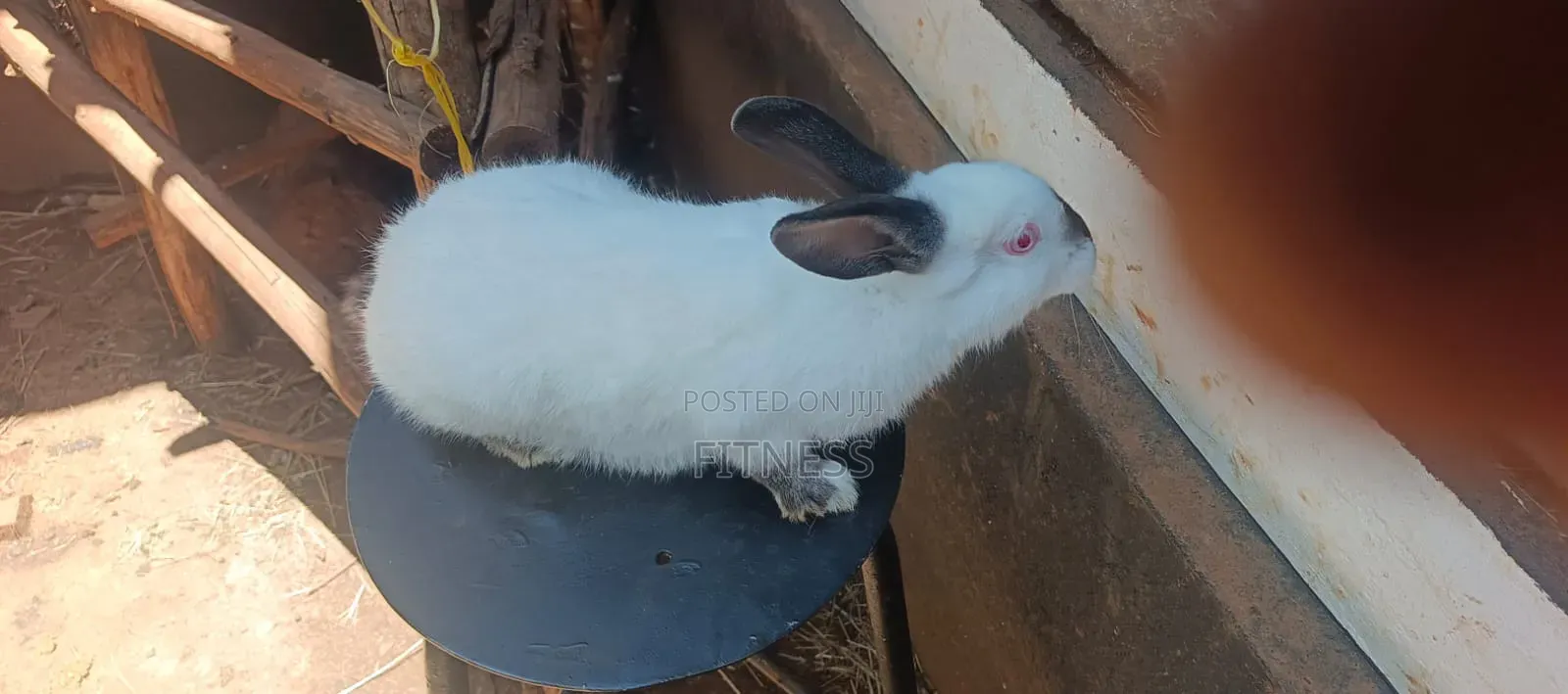 Pure Breed /Hybrid Rabbits