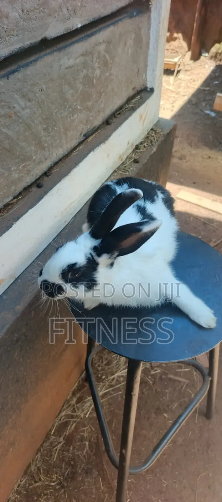 Pure Breed /Hybrid Rabbits
