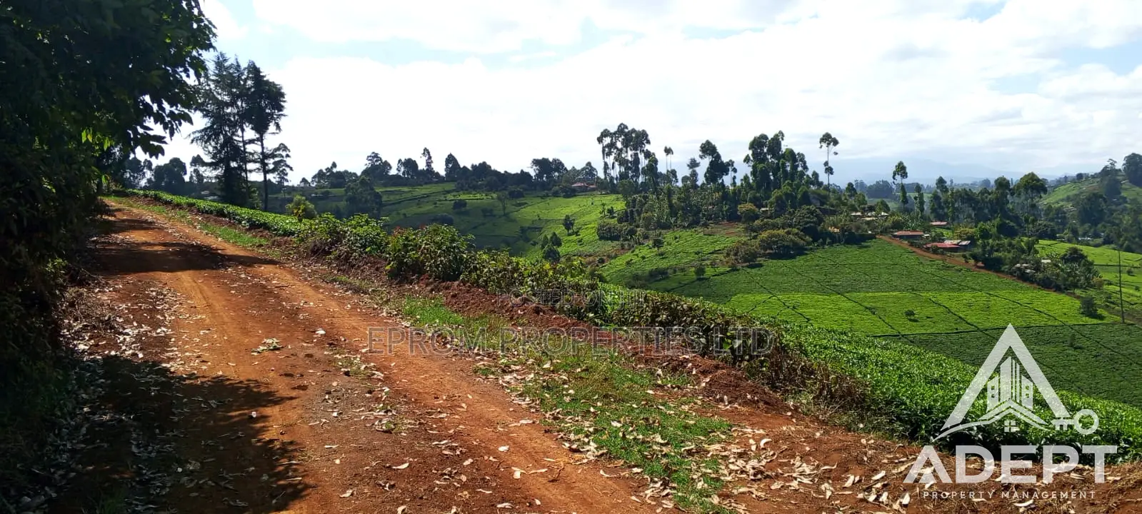 1 Acre Tea Farm Land for Sale in Gituru–Kiganjo, Gatanga