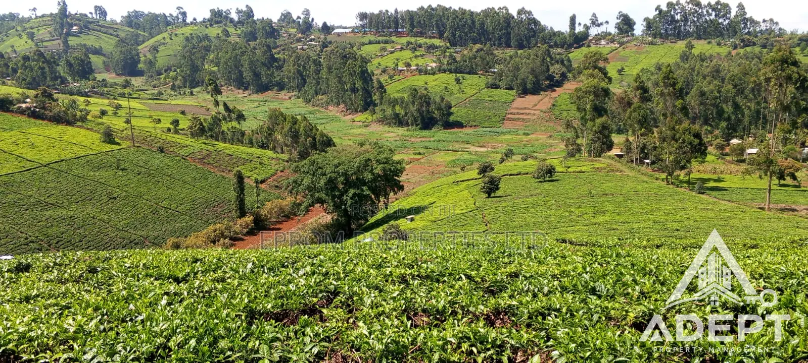 1 Acre Tea Farm Land for Sale in Gituru–Kiganjo, Gatanga