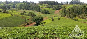 1 Acre Tea Farm Land for Sale in Gituru–Kiganjo, Gatanga