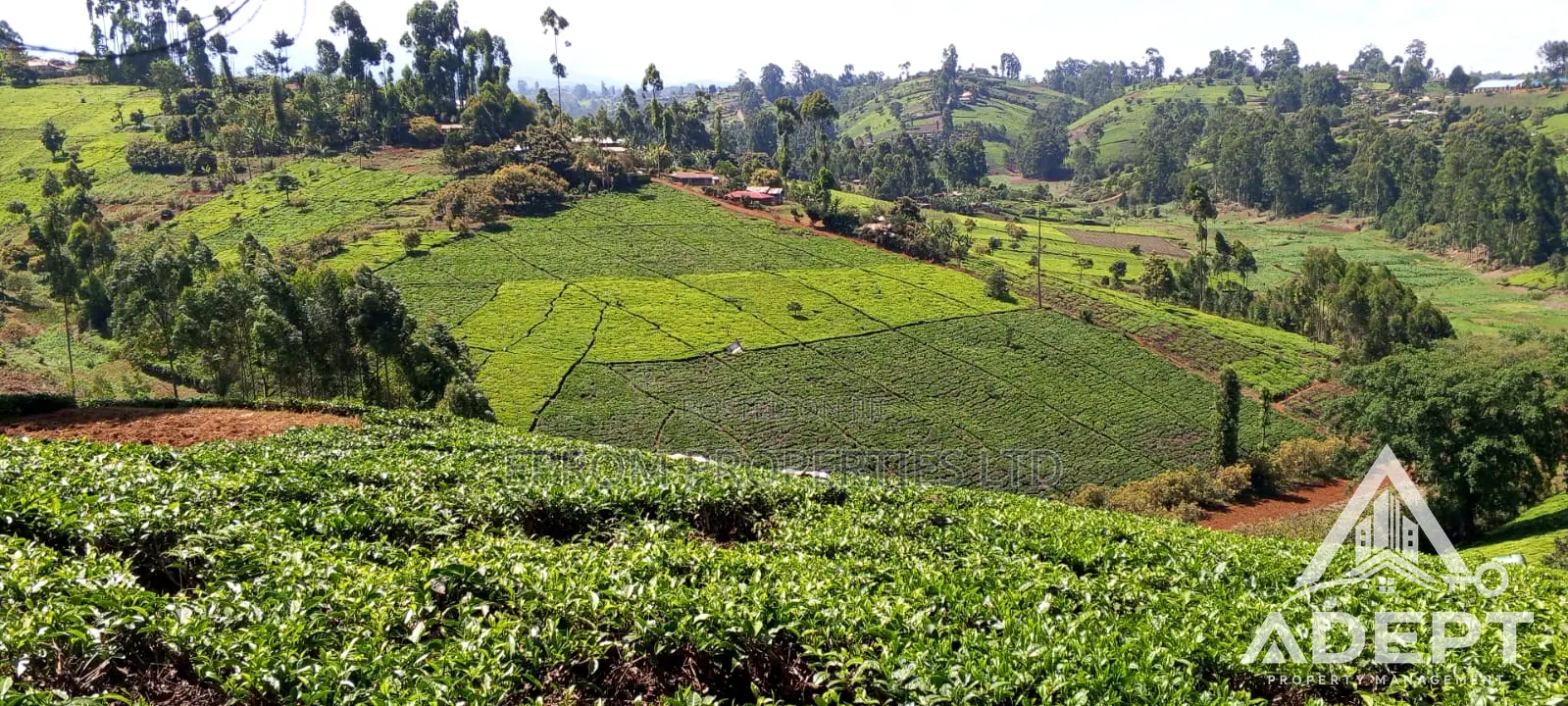 1 Acre Tea Farm Land for Sale in Gituru–Kiganjo, Gatanga