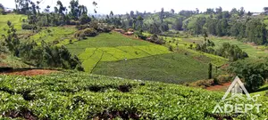 1 Acre Tea Farm Land for Sale in Gituru–Kiganjo, Gatanga