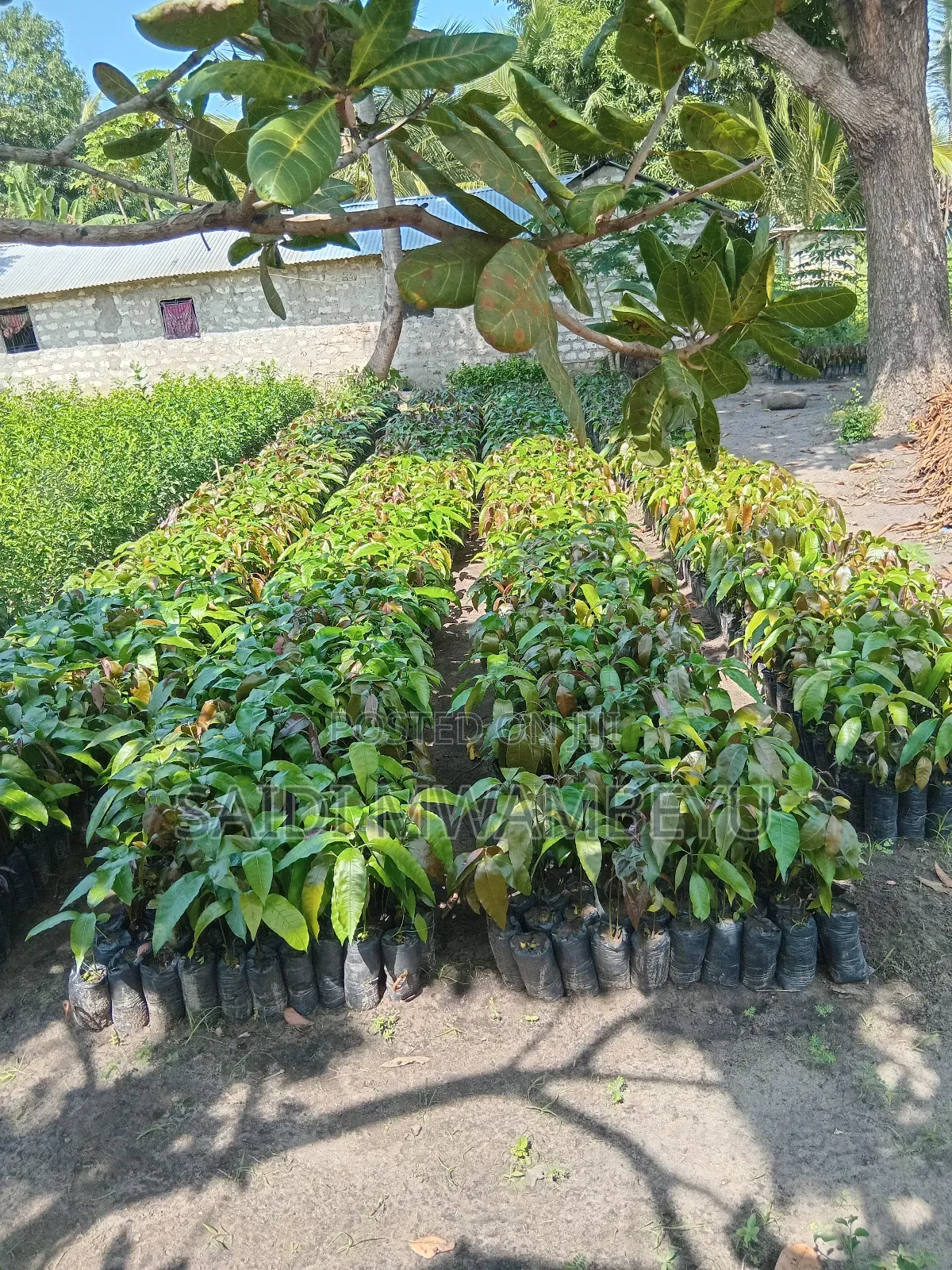 Selling Grafted Fruits Trees