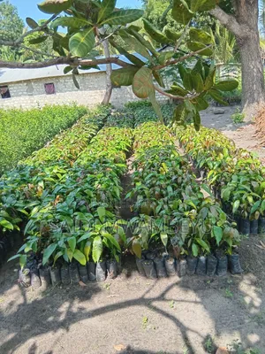 Selling Grafted Fruits Trees