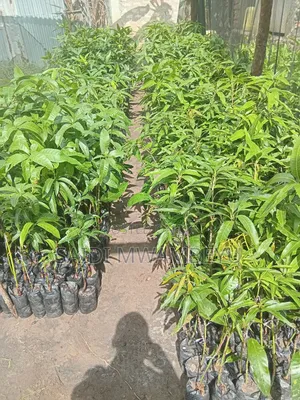 Selling Grafted Fruits Trees