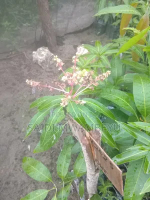 Selling Grafted Fruits Trees