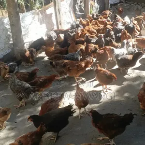 3 Months Old Improved Kienyeji Cockrels for Sale at Nyahururu.