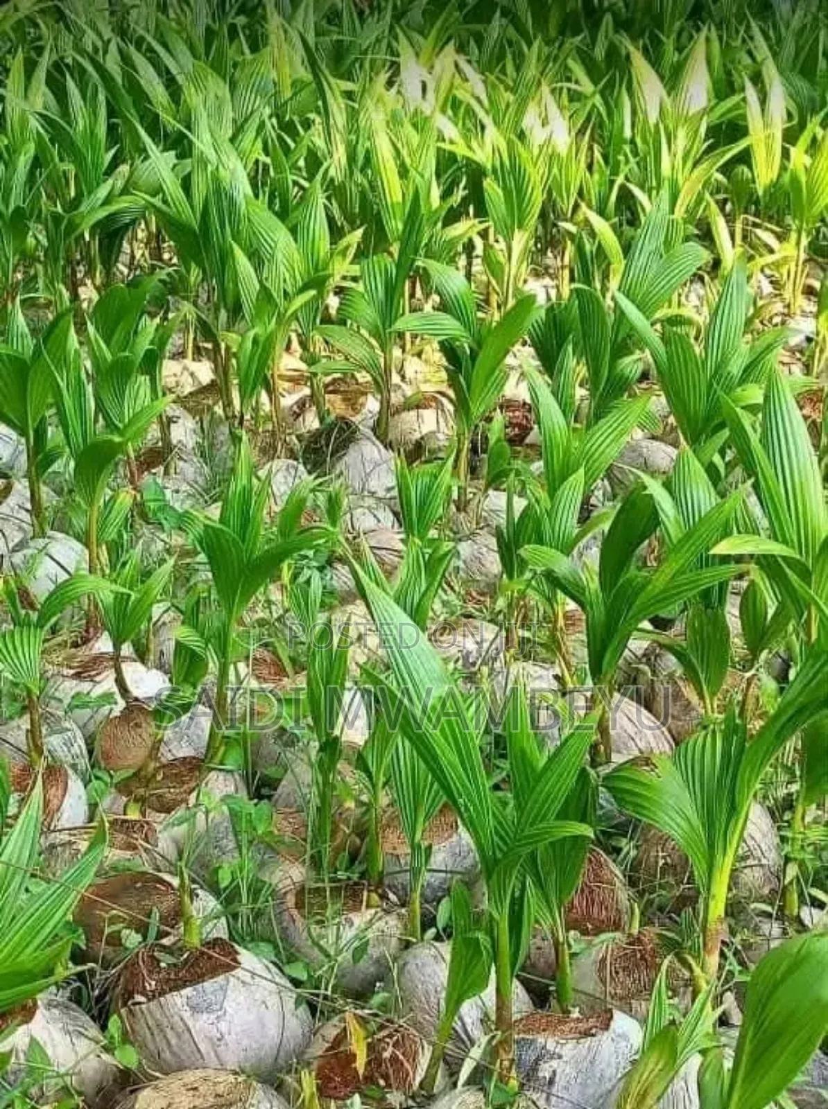 Selling Seedlings