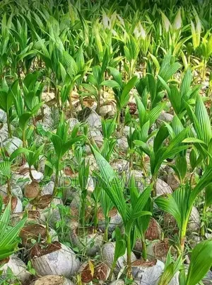 Selling Seedlings