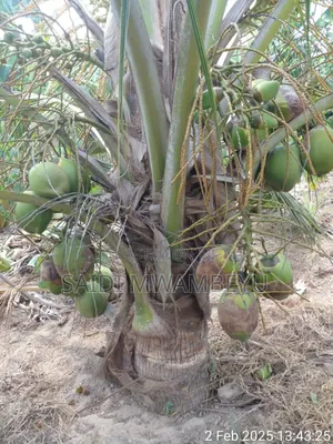 Selling Seedlings